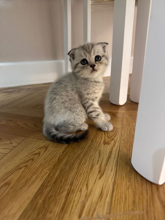 Шотландские котята