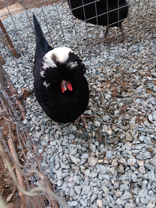 Oua pt incubat diferite rase