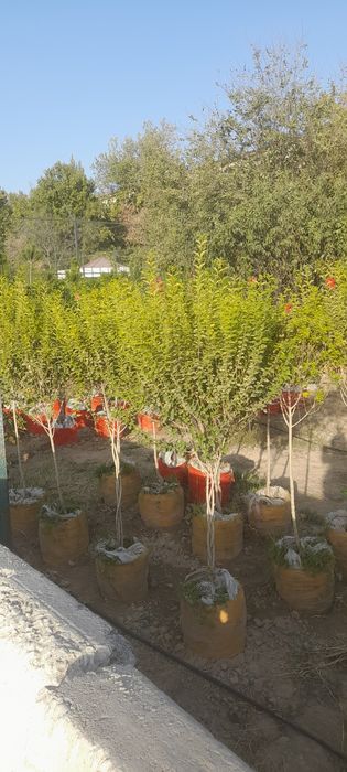 Archa va dekrativni daraxtlar