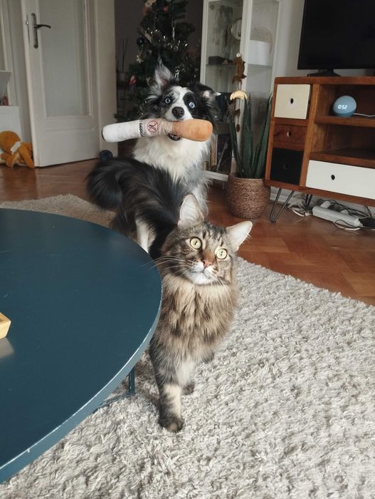 Pet sitter in București