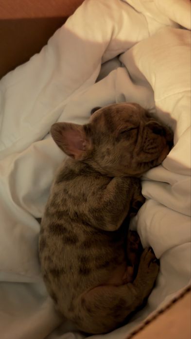 Френски булдог Мерле