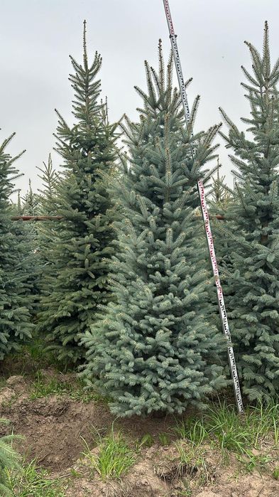 Можевельник туя яблоня ель