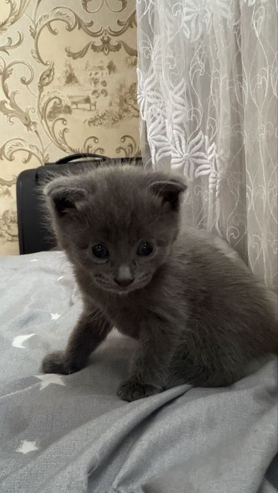 Продается котята