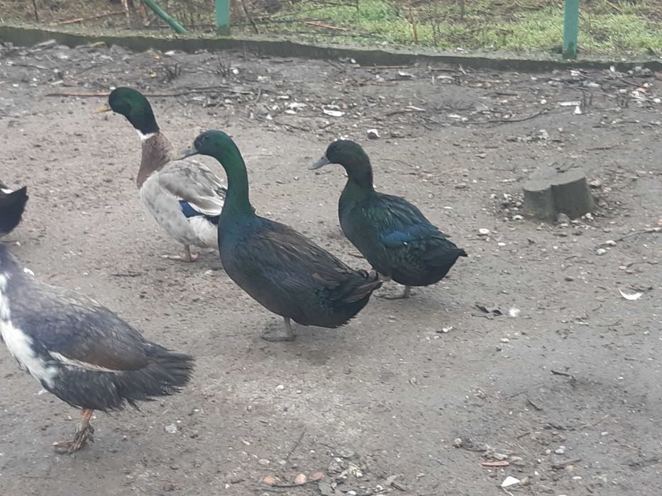 Pereche rațe cayuga