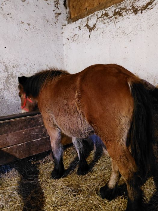 Vând manza  ardeneza