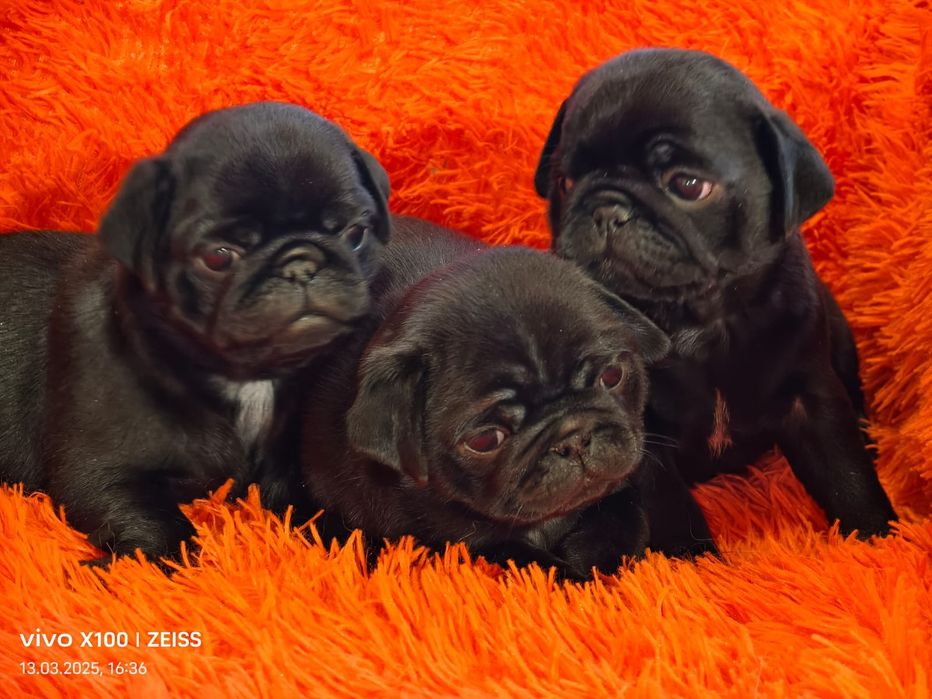 Очаровательные щенки мопса.