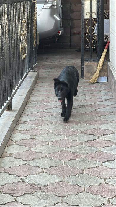 Чёрная немецкая овчарка