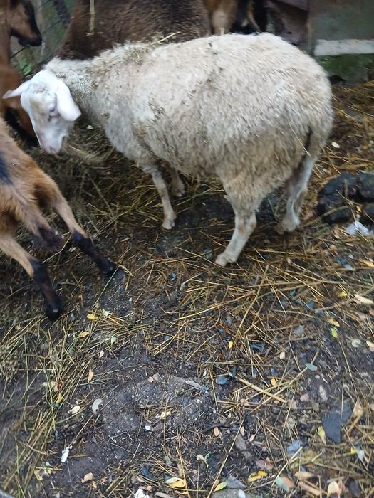 Berbecutii freza germana cel negru si vriza cu lacun, varsta 4 luni jumate ambii