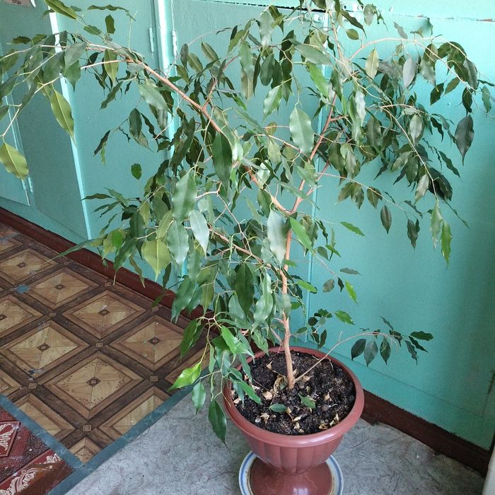 Фикус "Бенжамина "