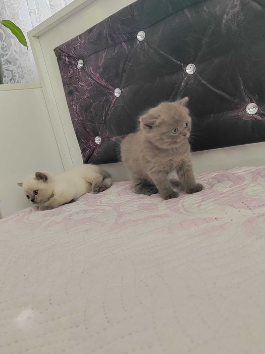 Домашни любимци котки