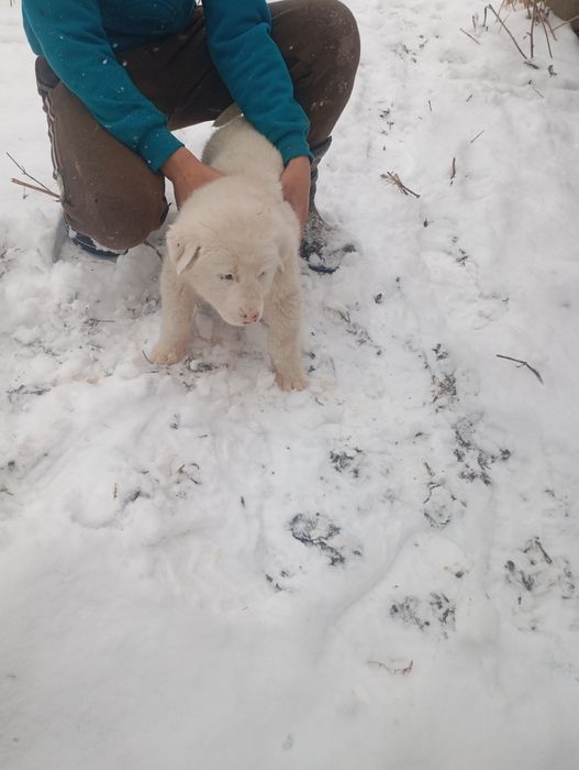 Собака Шенки алабай