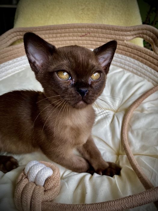 Европейская Бурма