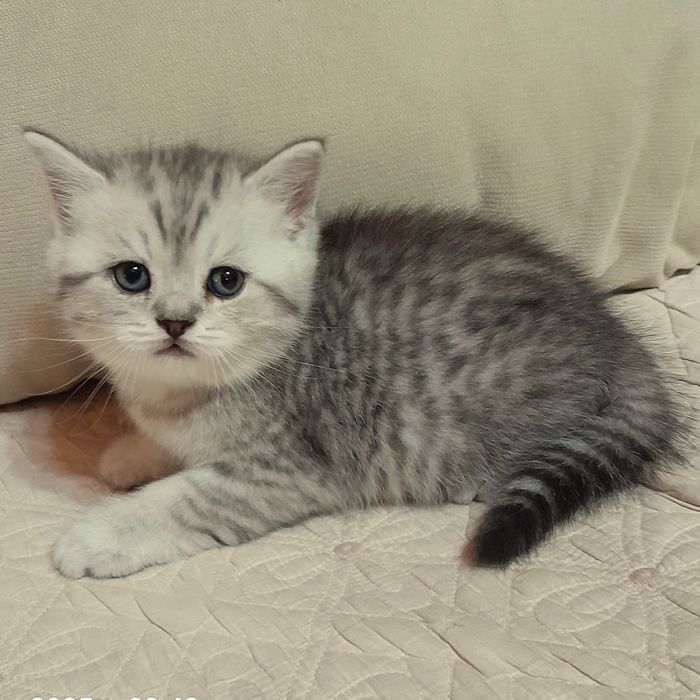 Продаётся девочка серебристая табби,скотишстрайт шиншилла.