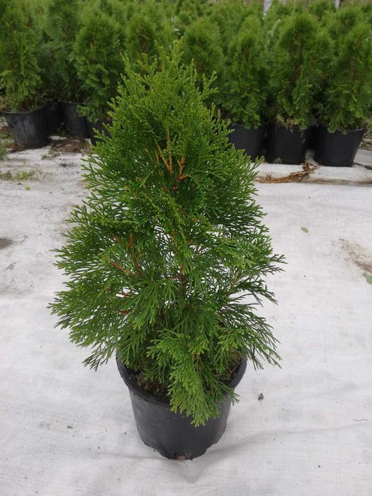 Туя Смарагд 40 см.