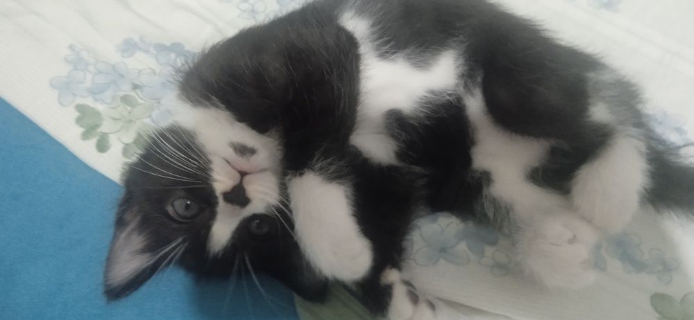 Mushik bolalari bepul