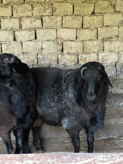 Қўчқорлар qo'chqor сотилади