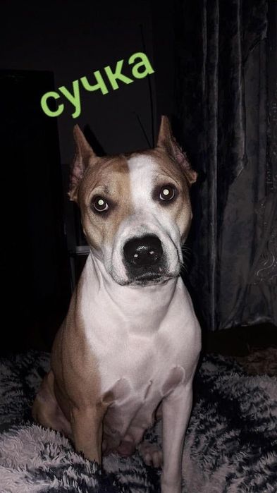 Продам щенка в хорошие руки