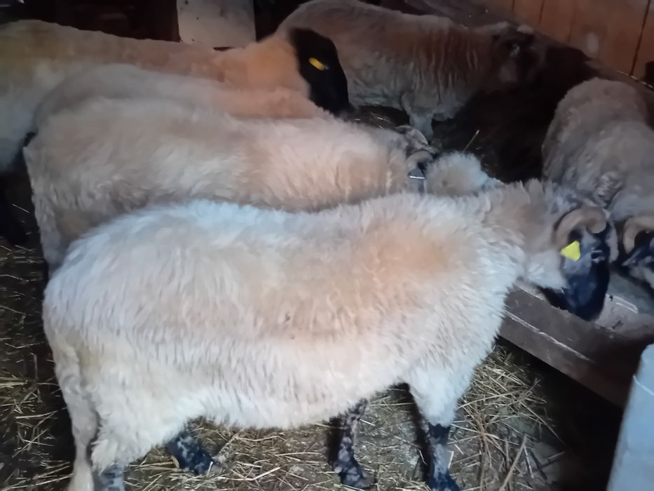 Vând  5 oi + un berbec suffolk varianta a doua
