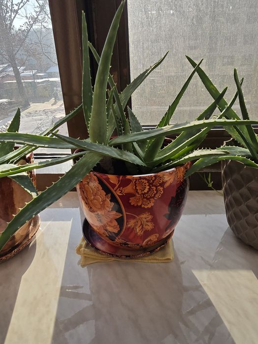 Продам алоэ взрослый