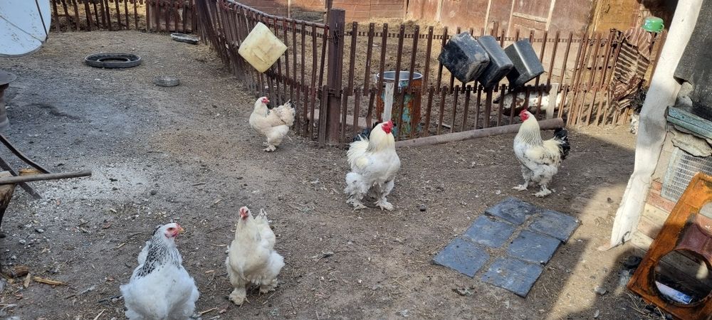 Яйцо от кур брама