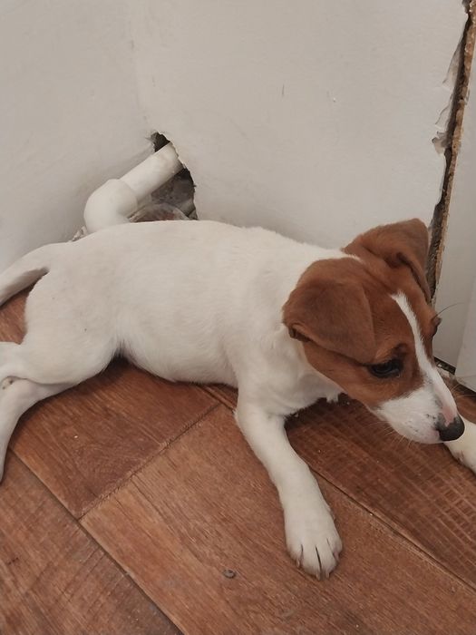 Животный собаки с