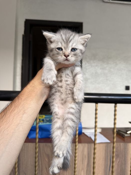Scottish fold va strite
