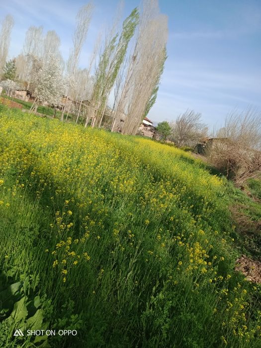 Янгибозорда уй сотилади