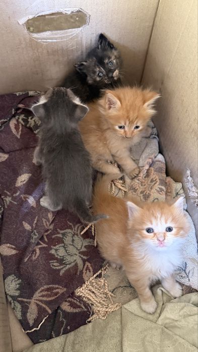 Отдам в добрые руки котят