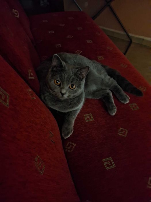 Продавам женска сина британска късокосместа котка.