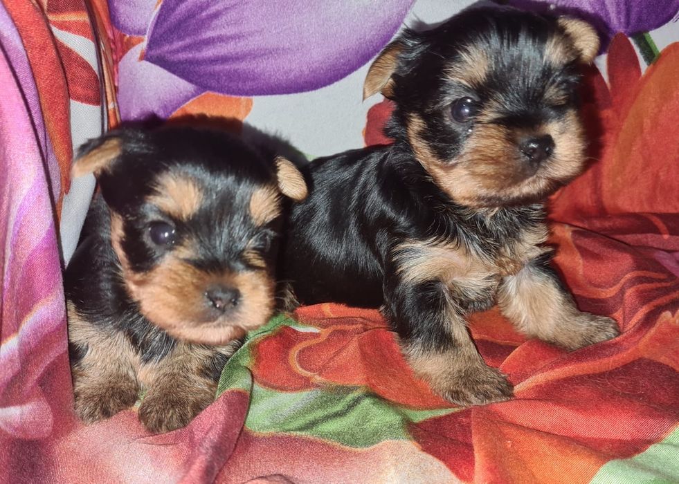 Йоркширский терьер