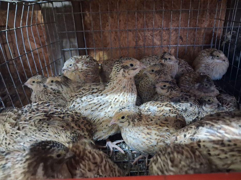 Prepelite preouătoare