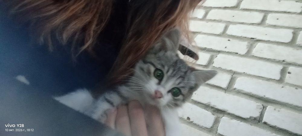 Отдам котят в хорошие руки