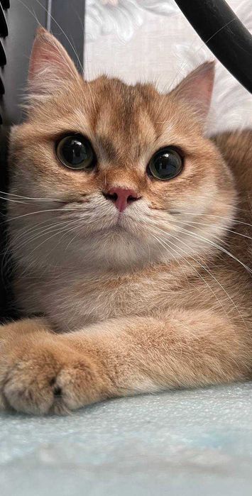 Золотой шиншила здоровый