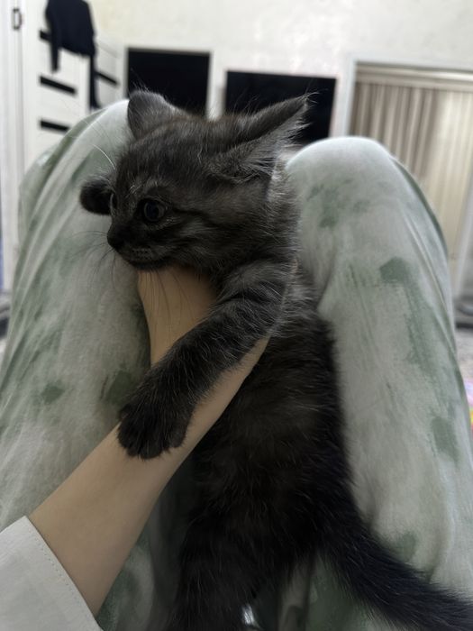 Два кота , отдам в добрые руки