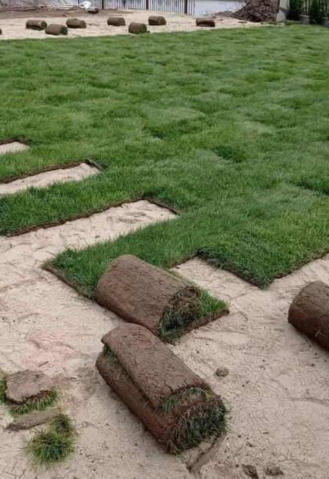 Plante ornamentale decorativ