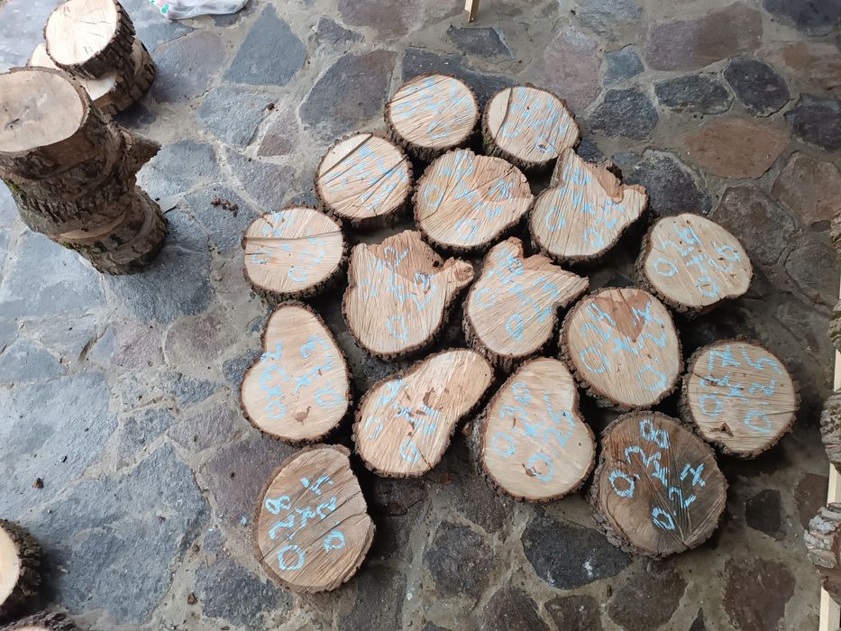 Rondele/ blaturi lemn nuc/pâr