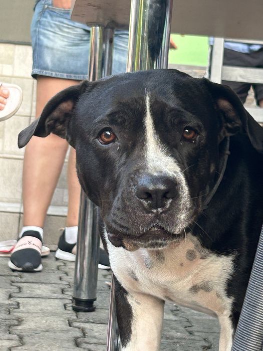 Femela amstaff donez