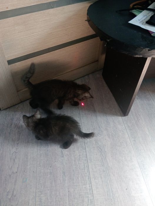 Отдам котят в добрые руки