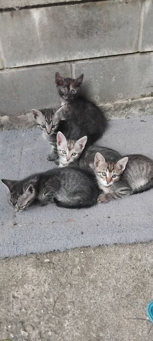 Donez pui pisica