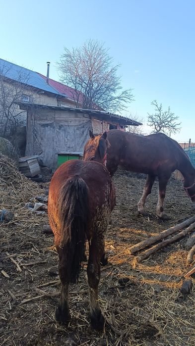 Manz (Armasar)5 luni