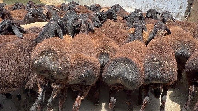 Qochqor Qo'chqor кой кочкор