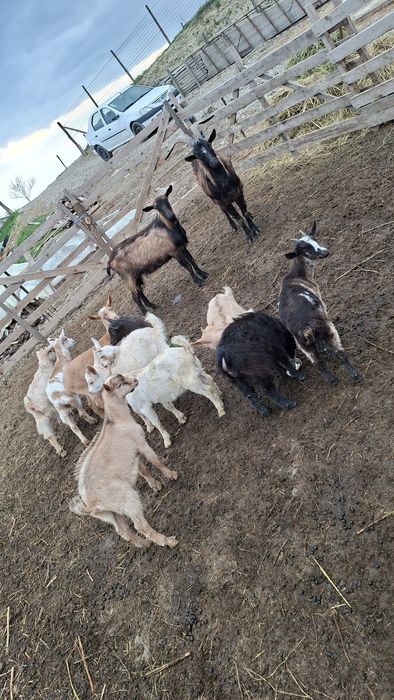 Vand 2 tapi alpini francezi