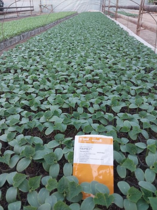 Кучатлар бор хар хил турдаги