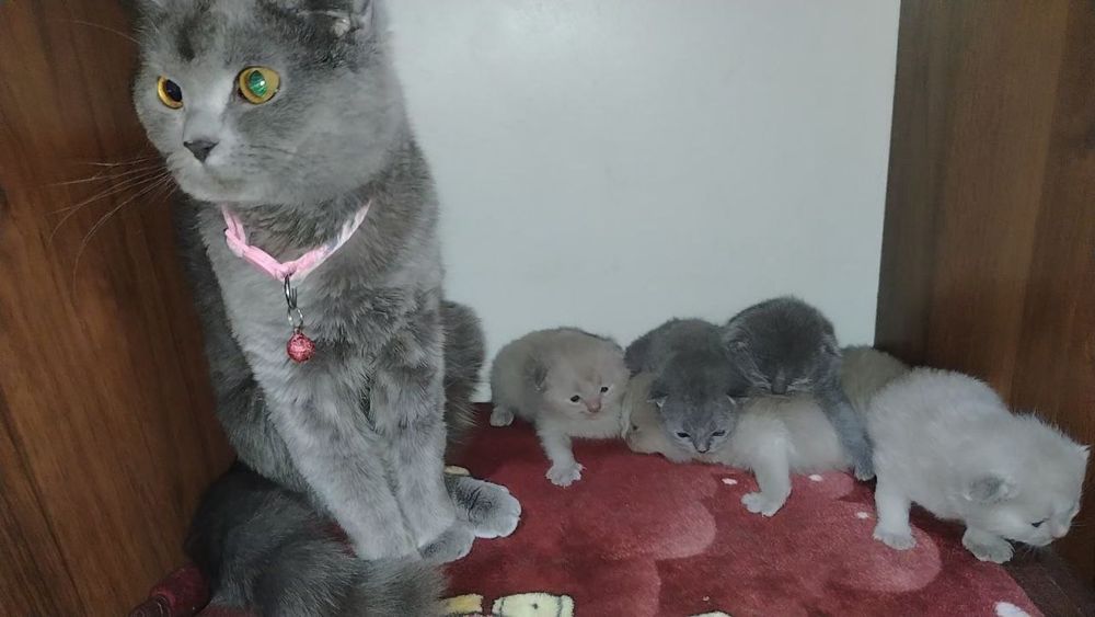 British mushukchalar sotiladi 
Sog‘l