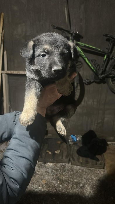 Щенки немецкой овчарки