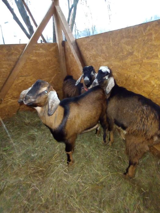 Vand iezi  cu varsta de 4, 5 luni