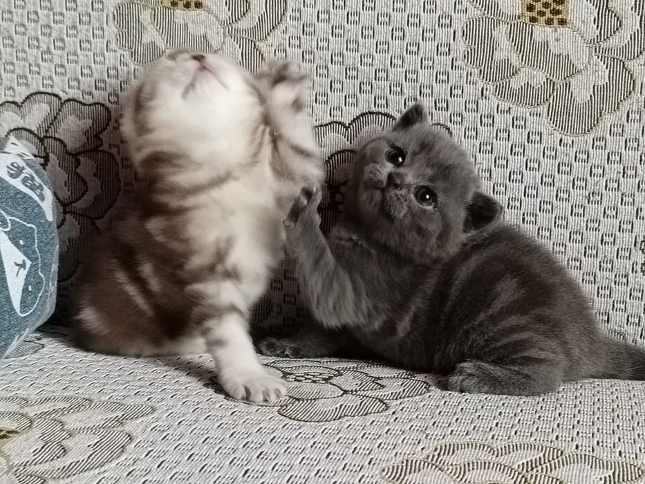 Скоттиш Страйт и Фолд.