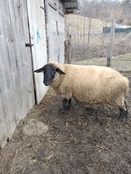 Oi Suffolk de vanzare