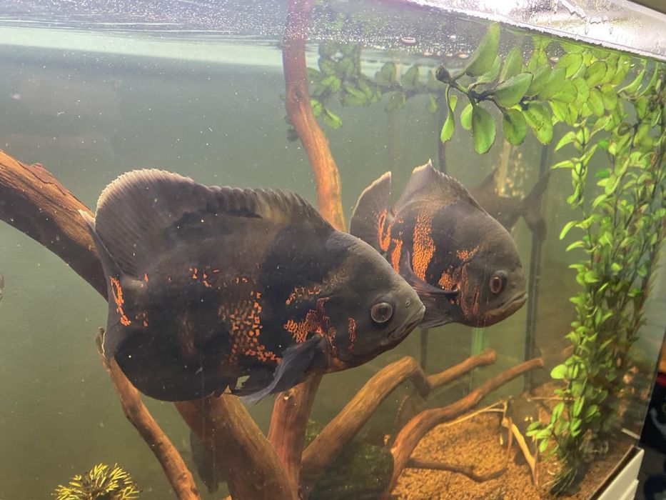 Продавам рибки оскар