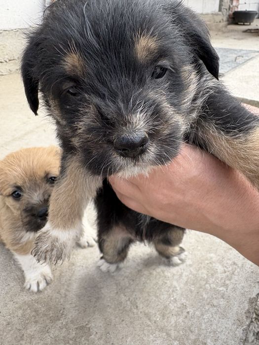 cateii adoptie URGENT